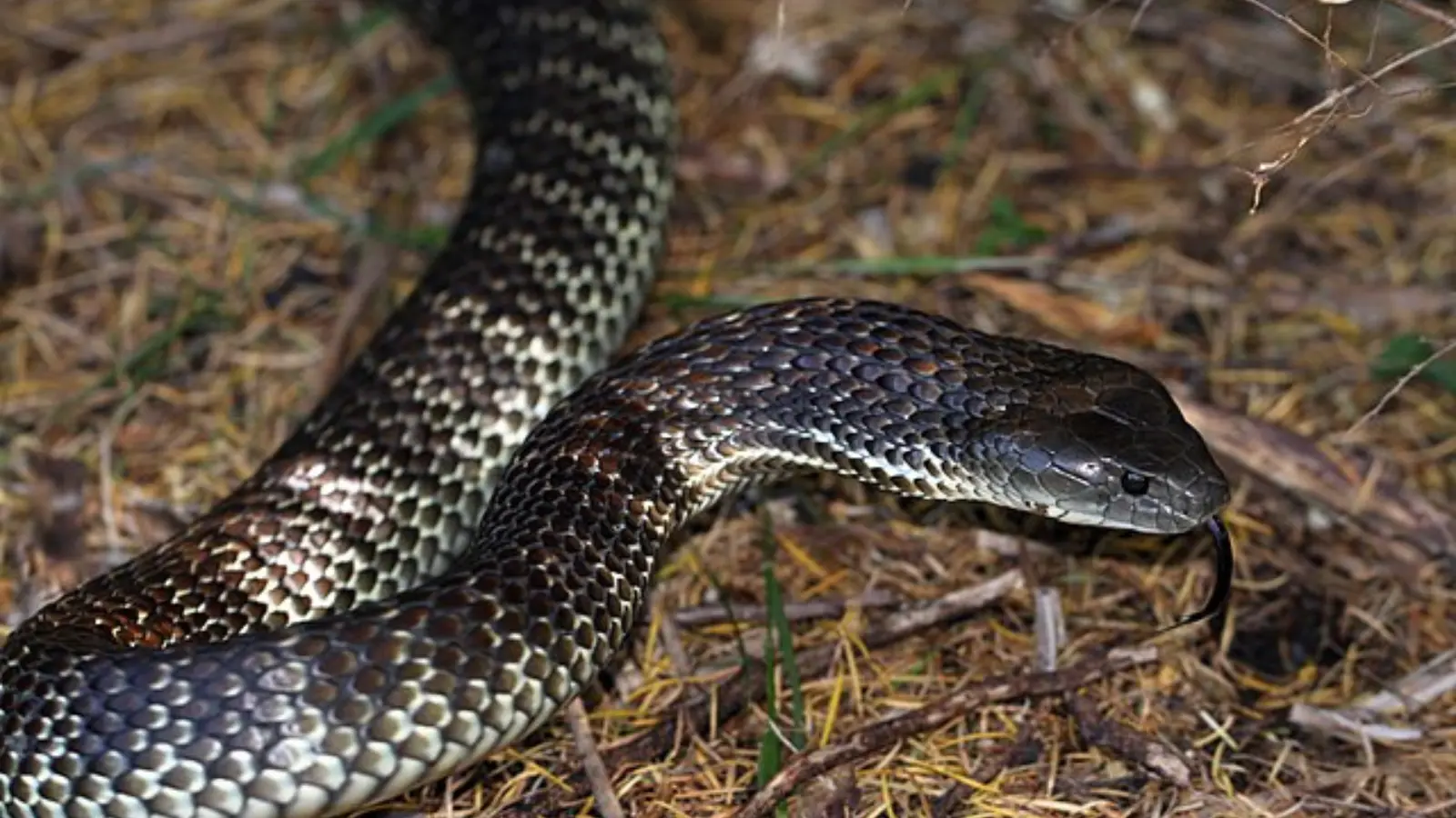 Eastern tiger snake