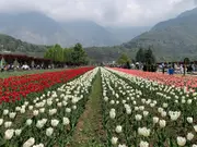 Half a million tourists visit Kashmir’s famous Tulip Garden in 15 days, set new footfall record