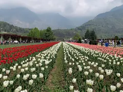 Half a million tourists visit Kashmir’s famous Tulip Garden in 15 days, set new footfall record