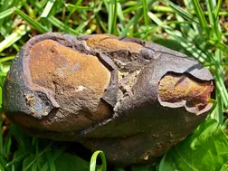 Meteoric iron present in early Iron Age ornaments in Poland: Study