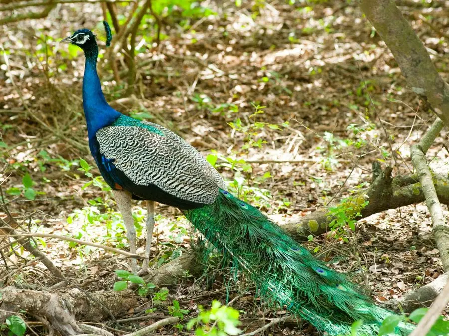 Over 80 peacocks die in Pakistan’s Tharparkar following a mysterious illness amid heat and lack of water