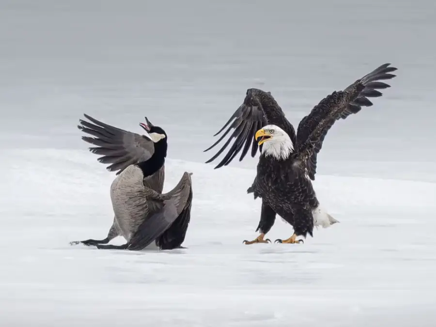 Nature knows? Canadian goose - Bald Eagle 20-minute fight seen as symbol of  strained US-Canada ties
