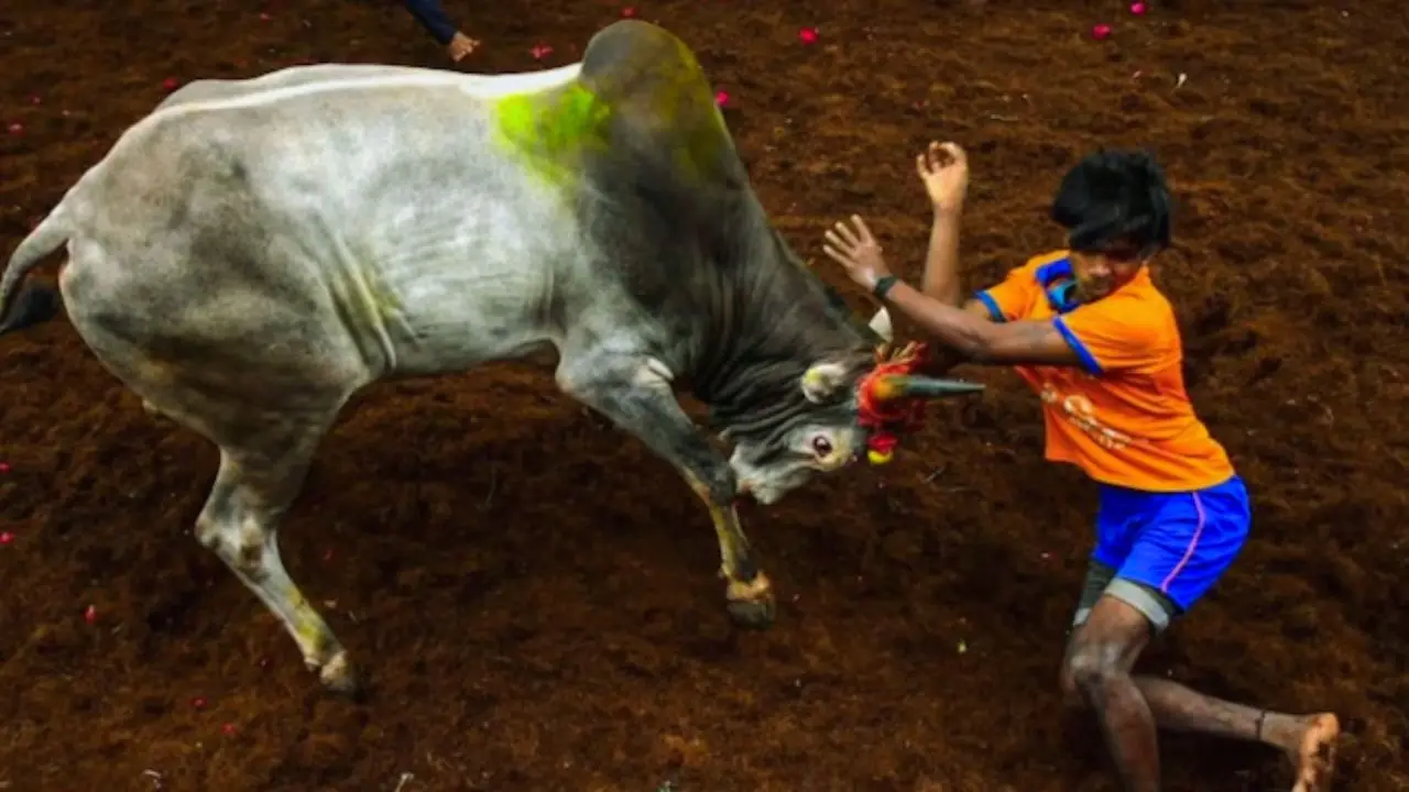 India': Jallikattu kicks off in Tamil Nadu amid row over risks, animal welfare. What is the issue?