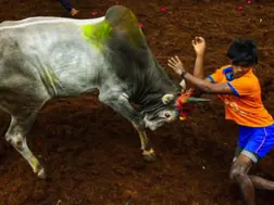 India': Jallikattu kicks off in Tamil Nadu amid row over risks, animal welfare. What is the issue?