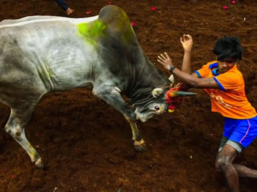 India': Jallikattu kicks off in Tamil Nadu amid row over risks, animal welfare. What is the issue?