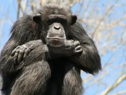 Animals for entertainment? Chinese zoo lands in controversy after video of dressed baby chimp in braids goes viral