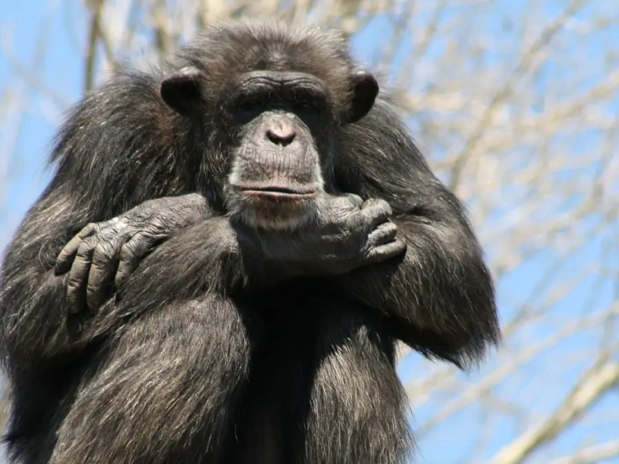 Animals for entertainment? Chinese zoo lands in controversy after video of dressed baby chimp in braids goes viral