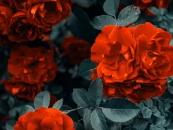 7 high fragrant flowers for your home garden