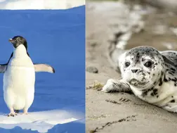 Will penguin and seals starve as world’s biggest iceberg runs aground?