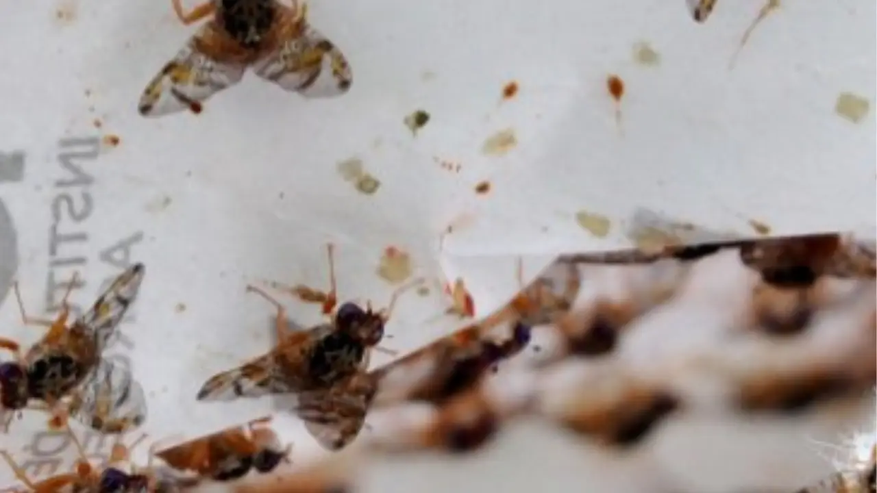 Millions of sterilised fruit flies are being dumped over California Bay Area. Here's why