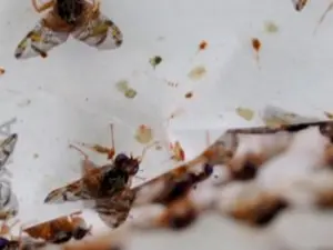 Millions of sterilised fruit flies are being dumped over California Bay Area. Here's why