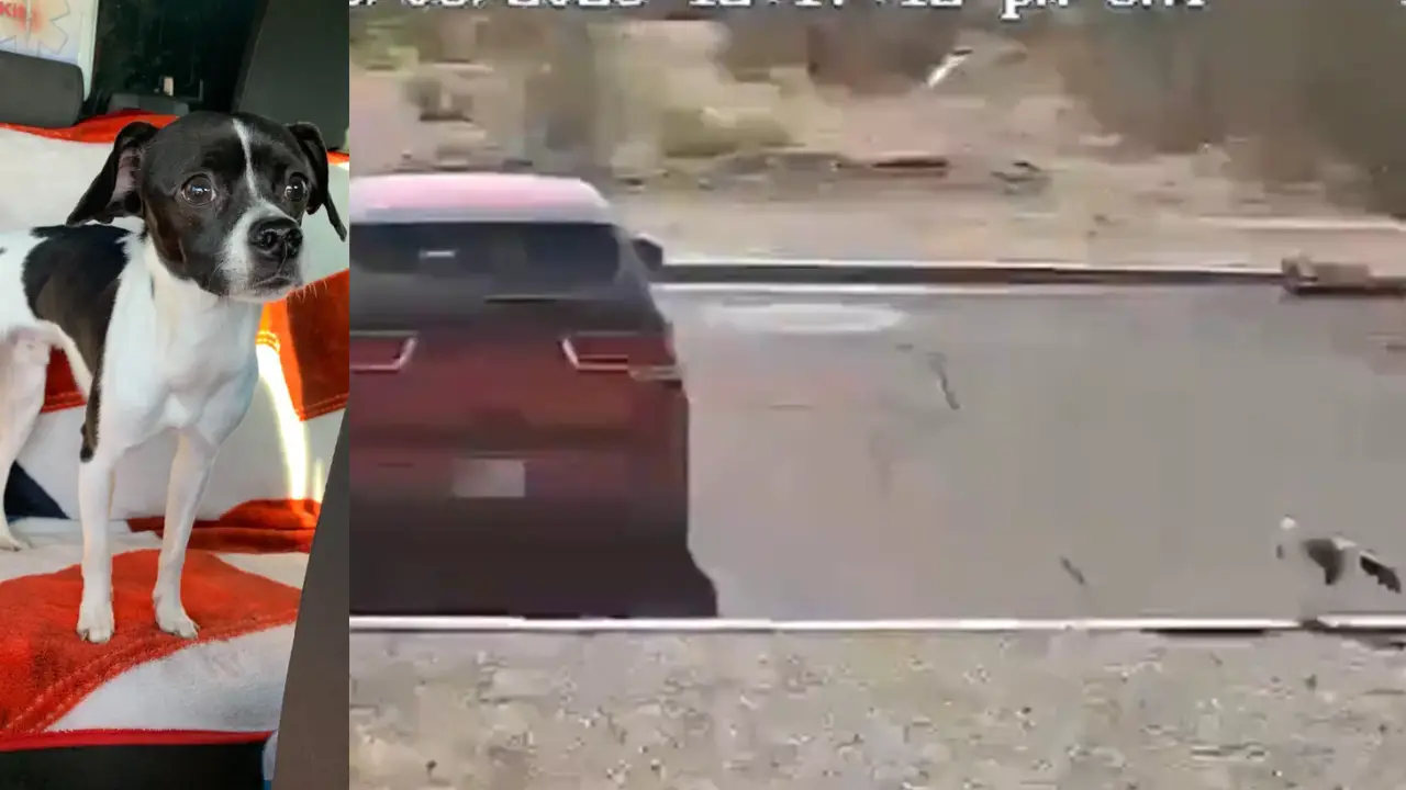 Video: Owner leaves malnourished puppy in Arizona desert and drives away