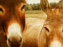 Not a Tiger, Not an Eagle… A Donkey? Meet the Most Unexpected National Animal