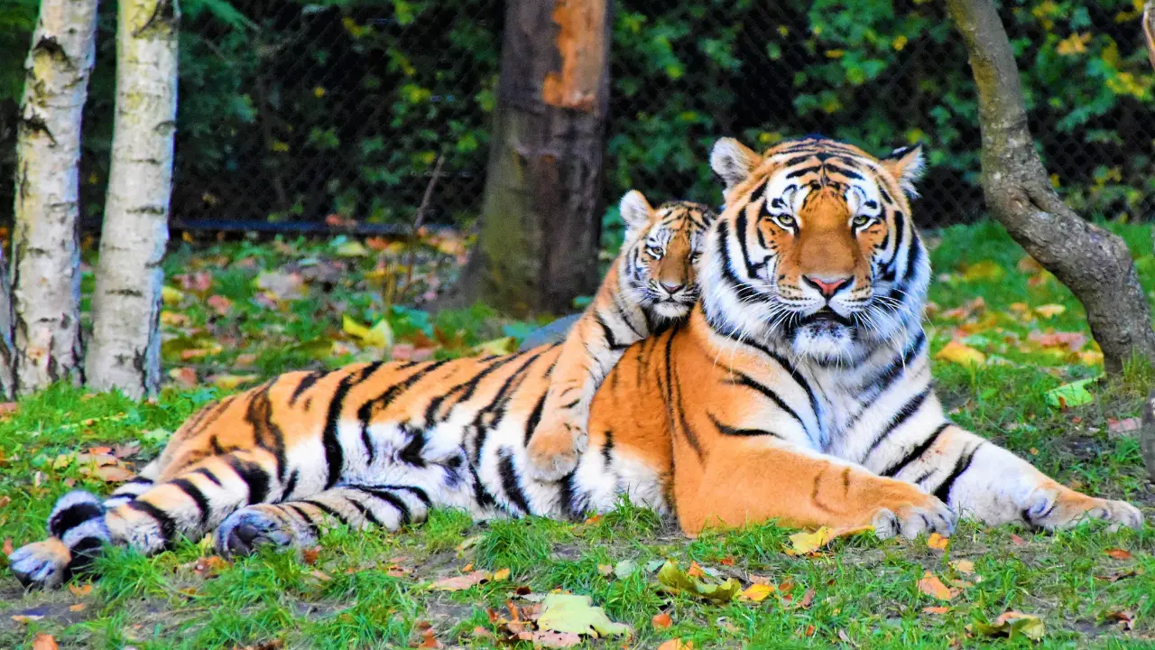 India doubles tiger population within 10 years. 'Key lessons' for conservation for the world