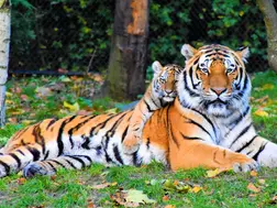 India doubles tiger population within 10 years. 'Key lessons' for conservation for the world