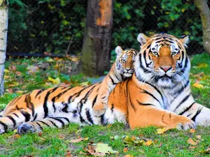 India doubles tiger population within 10 years. 'Key lessons' for conservation for the world