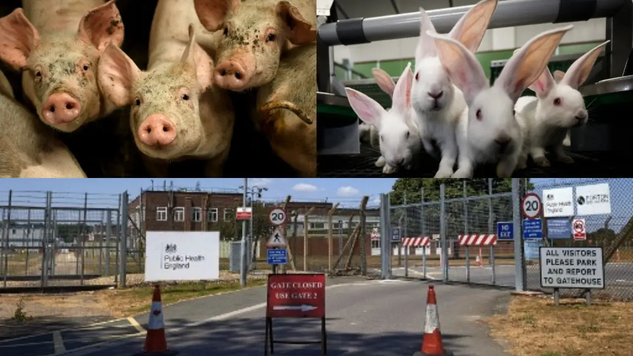 Secret UK military lab 'blew up', 'poisoned' thousands of animals