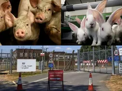 Secret UK military lab 'blew up', 'poisoned' thousands of animals