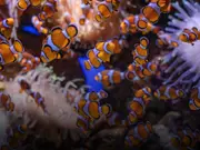 Do fish drink water? Here's what scientists have to say