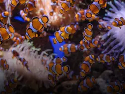 Do fish drink water? Here's what scientists have to say