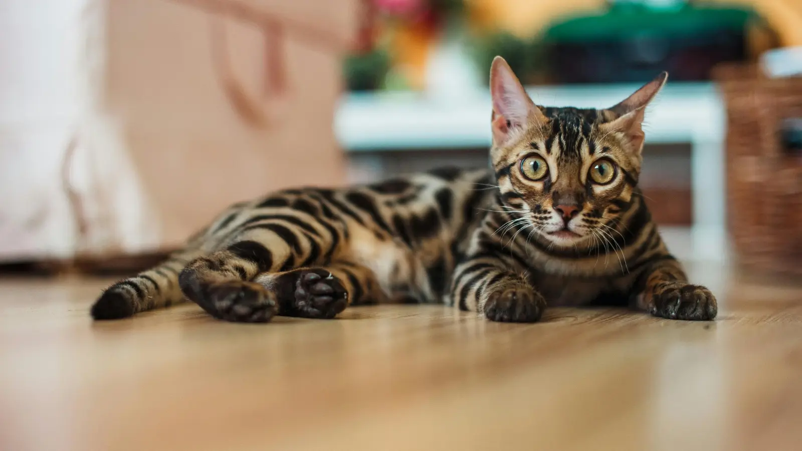 Bengal Cat 