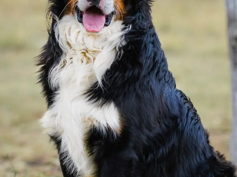 8 Best Guard Dogs to Keep Your Loved Ones Safe