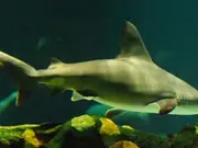 Sea predator with 'large eyes' fished out for the first time in the Philippines