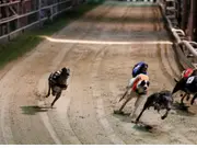 What is the UK greyhound racing scandal involving illegal hormone use?