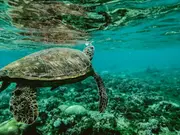 Study finds ‘forever chemicals’ impacting wildlife health