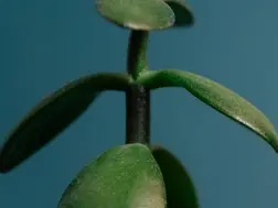 3 Tricks to Grow a Jade Plant Right on Your Work Desk