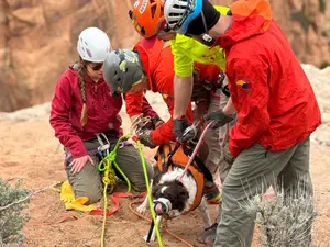 Puppy miraculously survives 100-foot fall into a Colorado canyon