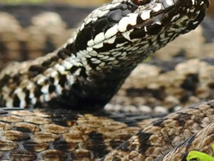 7 Snakes With More Potent Venom Than The Cobra