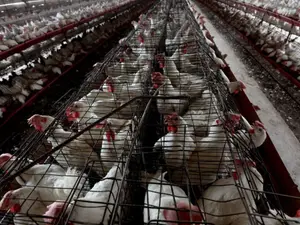 Authorities begin culling after bird flu outbreak strikes Japan farm