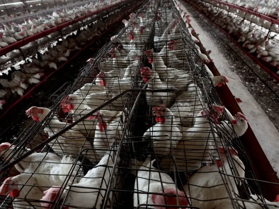 Authorities begin culling after bird flu outbreak strikes Japan farm