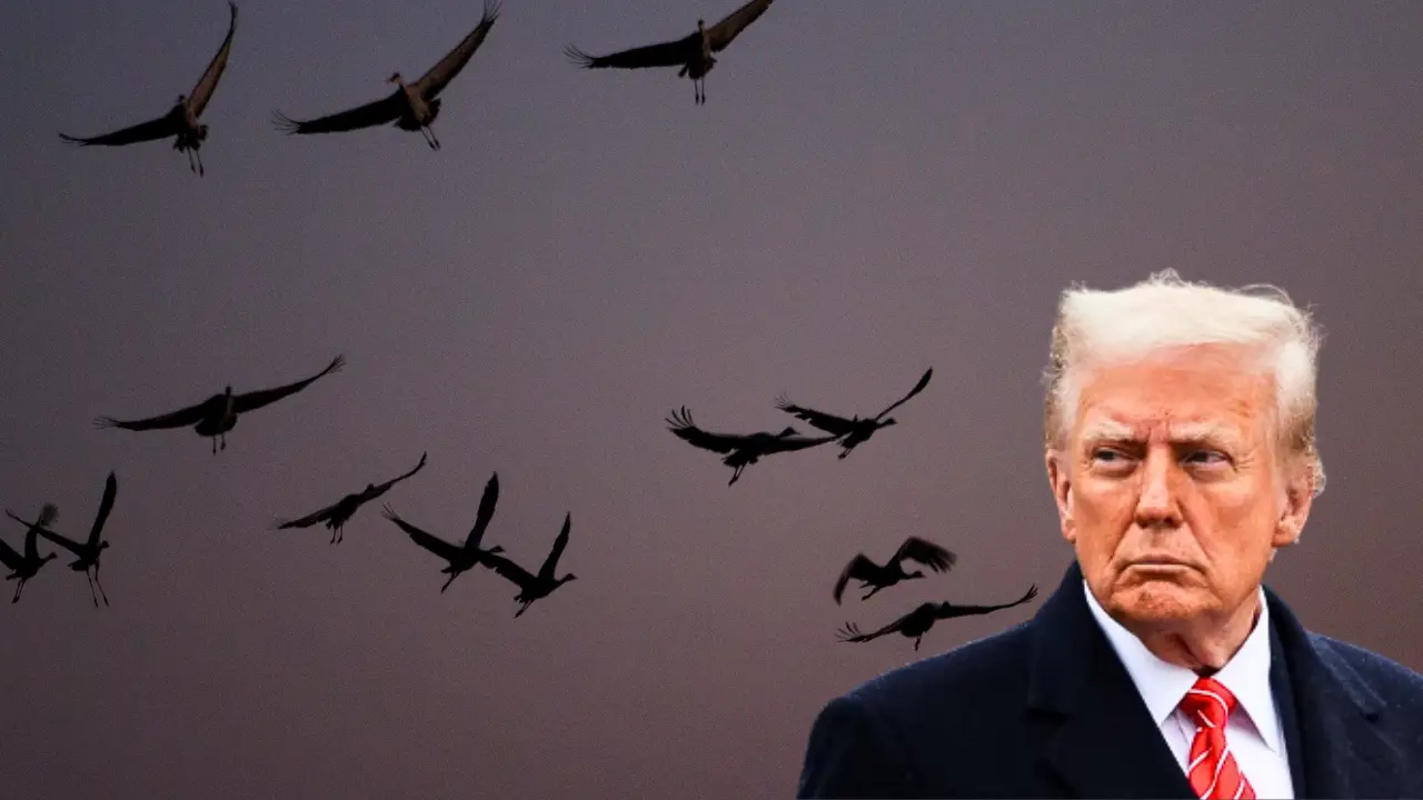 'This is big': Trump weakens key environmental law by suspending legal opinions on accidental bird killings
