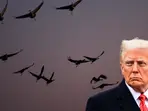 'This is big': Trump weakens key environmental law by suspending legal opinions on accidental bird killings