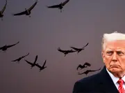 'This is big': Trump weakens key environmental law by suspending legal opinions on accidental bird killings