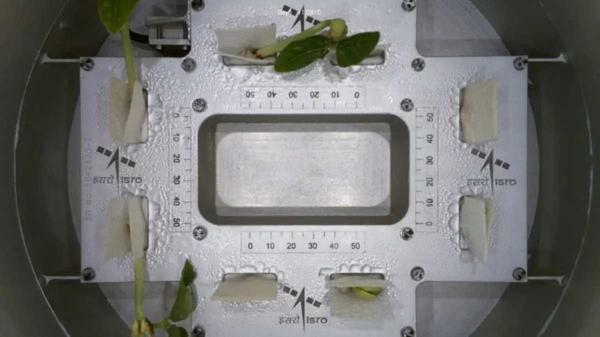 ISRO's cowpea sprouts unveil their first leaves in space