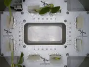 ISRO's cowpea sprouts unveil their first leaves in space