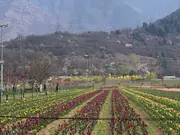 Asia’s largest Tulip Garden in Srinagar all set to be thrown open for public on March 26
