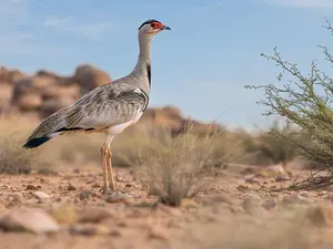 5 Rare Birds Found in India You’ve Probably Never Heard Of