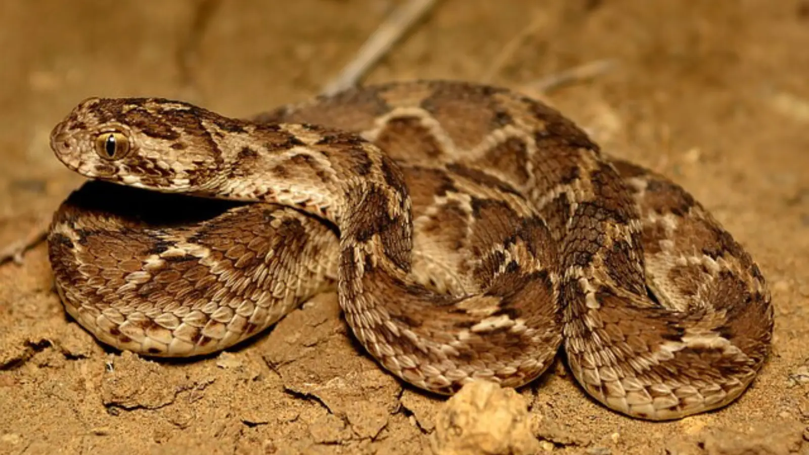  Saw-scaled viper