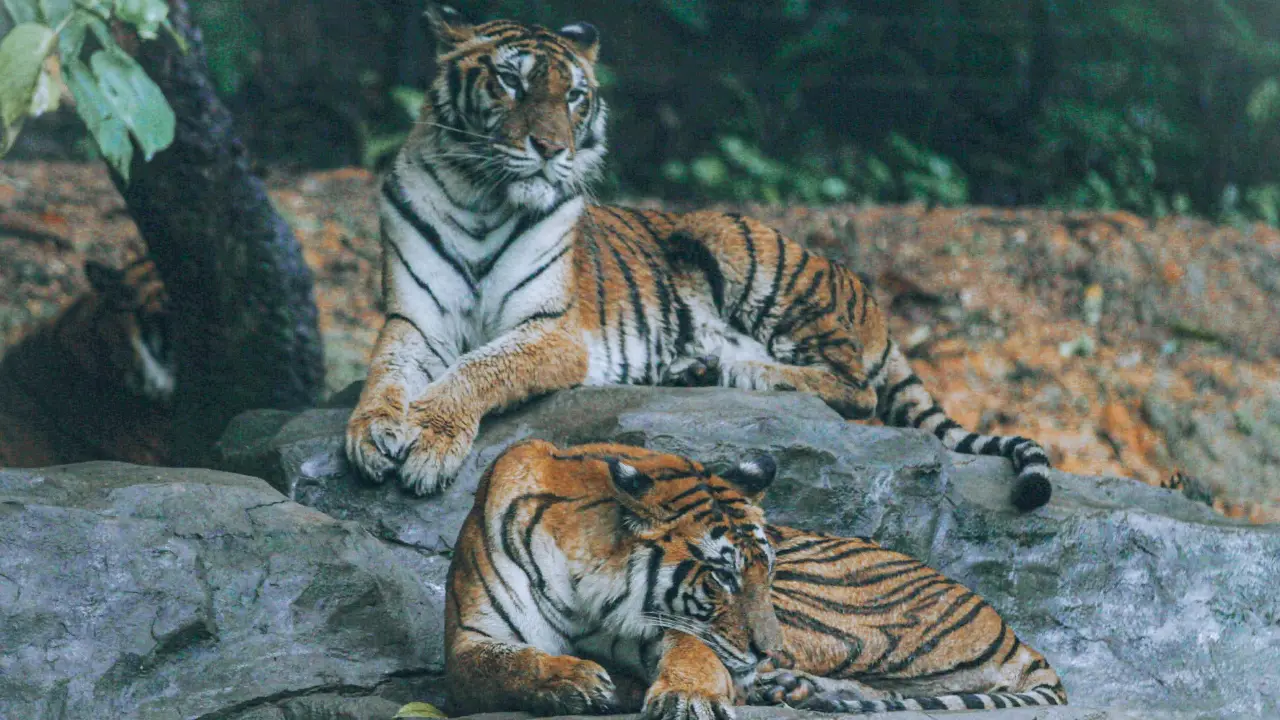 7 'emotional support' Bengal tigers? Man with PTSD claims he has a prescription for them