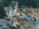 7 'emotional support' Bengal tigers? Man with PTSD claims he has a prescription for them