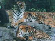 7 'emotional support' Bengal tigers? Man with PTSD claims he has a prescription for them