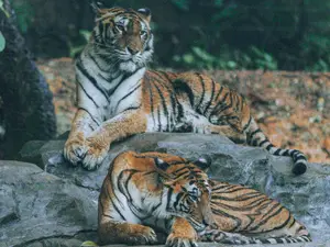 7 'emotional support' Bengal tigers? Man with PTSD claims he has a prescription for them