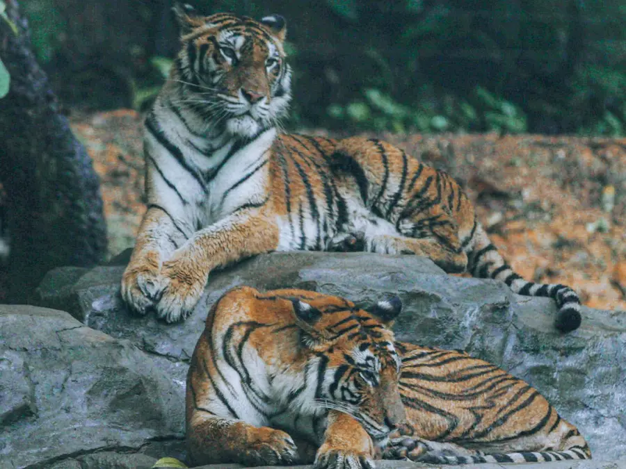 7 'emotional support' Bengal tigers? Man with PTSD claims he has a prescription for them