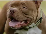 Video of Pit bulls attacking police during drug raid goes viral | WATCH