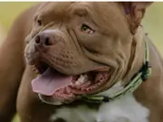 Video of Pit bulls attacking police during drug raid goes viral | WATCH