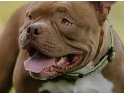 Video of Pit bulls attacking police during drug raid goes viral | WATCH